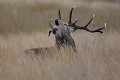 Cerf élaphe en plein brame (cervus élaphus). cerf, cerf élaphe, biche, forêt, bois, cervidés, bambi, cervus élaphus 