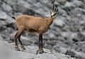 Chamois des alpes (Rupicapra rupicapra) chamois, alpes, montagne, nature, cervidés, sauvage, Eddie Roy 