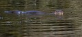 Loutre d'Europe (Lutra lutra) Lutra lutra, loutre, mustélidé 