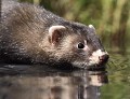 Putois d'Europe en prospection (Mustela putorius) Putois, Putois d'Europe, mammifère, bois, forêts, zones humides 