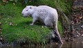 Ragondin leucique (Myocastor coypus) Ragondin, Ragondin blanc, albinos, leucique, marécages, ruisseaux 
