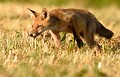 Renard roux en billebaude (Vulpes vulpes). Renard roux, Vulpes vulpes, billebaude, renard, goupil, canidé, carnivore, prédateur, opportuniste, charognard 