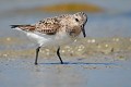 Bécasseau sanderling (Calidris alba) Calidris alba, bécasseau, sanderling, mer, bord de mer, limicole 