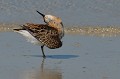 Le danseur étoile (Bécasseau variable : Calidris alpina) Calidris alpina, bécasseau, bécasseaux variables, limicole, bord de mer, mer, plage 