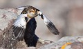 Le Bruant ou Plectrophane des neiges (Plectrophenax nivalis) Plectrophane, Plectrophenax nivalis, bruant, bruant des neiges, passereaux, oiseaux 