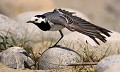 Bergeronnette grise (Motacilla alba) Motacilla alba, bergeronnette, oiseau, avifaune 
