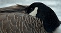 Bernache du Canada (Branta canadensis, Bretagne, France) Branta canadensis, bernache, oie, anseriforme 