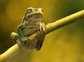 Rainette verte (Hyla arborea) Rainette, Rainette verte, Hyla arborea, grenouille, amphibien 