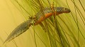 Triton alpestre (Ichthyosaura alpestris, photographie au caisson étanche) Ichthyosaura alpestris, triton, alpestre, amphibien, urodèle, anoure 