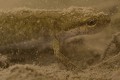 Triton palmé femelle (Lissotriton helveticus, photographie au caisson étanche) tritons, triton, triton palmé, urodèle, tétrapode, batraciens 