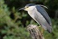 Bihoreau gris adulte (Nycticorax nycticorax) Nycticorax nycticorax, bihoreau gris, échassier, oiseaux, marécage 