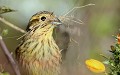 Bruant zizi femelle (Emberiza cirlus) Bruant zizi, Emberiza cirlus, bruants, avifaune, passereaux, oiseaux de bretagne 
