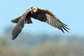 Busard des roseaux femelle (Circus aeruginosus) Busard des roseaux, Circus aeruginosus, busards, rapaces, oiseaux, raptor 