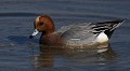 Canard siffleur mâle (Mareca penelope) Canard siffleur, Mareca penelope, ansériforme, donald duck, Bretagne 
