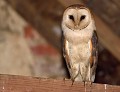 Chouette effraie (Tyto alba) Chouette effraie, Tyto alba, rapace, nocturne 