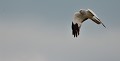 Busard Saint-Martin mâle (Circus cyaneus) Busard Saint-Martin mâle, busards, Circus cyaneus,  rapace, oiseau de proie, bretagne, landes 