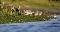 Petit groupe de Chevaliers gambettes comportant un bécasseau variable. Gregaire, groupe, nuée, migrateurs, oiseaux, limicole, marécage, finistère 