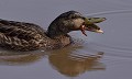 Canard colvert femelle et Écrevisse de Louisiane (Anas platyrhynchos et Procambarus clarkii, Landes, France). Canard colvert, Écrevisse, Anas platyrhynchos, Procambarus clarkii, opportunité, espèces invasives, ansériforme, migrateur 