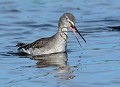 Chevalier arlequin (Tringa erythropus, Landes, France) recrachant un ver  (possible vers). Chevalier arlequin, Tringa erythropus, limicole, oiseaux, marécage, hivernant, migrateur 