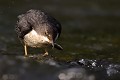Cingle plongeur et vairon (Cinclus cinclus, Ardèche, France). Cinclus cinclus, vairon, cingle plongeur, avifaune, ardèche, france, oiseau 