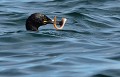 Cormoran huppé (Phalacrocorax aristotelis, Écosse). Cormoran, Cormoran huppé, Phalacrocorax aristotelis, falaise, Côtes d'Armor, Bretagne 