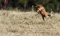 Renard roux (Vulpes vulpes) Vulpes vulpes, renard roux, renard, goupil, canidé, Eddie Roy 