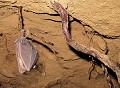 Grand Rhinolophe (Rhinolophus ferrumequinum) Grand Rhinolophe, Rhinolophus ferrumequinum, chauvesouris, mammifère, grotte 