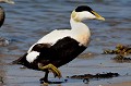 Eider à duvet mâle (Somateria mollissima) Eider à duvet, Somateria mollissima, canard, lagomorphe, migrateur, sédentaire, oiseaux 