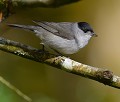 Fauvette à tête noire mâle (Sylvia atricapilla) Fauvette à tête noire, Sylvia atricapilla, avifaune, passereau, oiseaux, migrateur, fauvette 