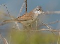 Fauvette grisette (Sylvia communis) Fauvette grisette, Sylvia communis, passereau, avifaune, oiseau, insectivore 