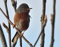 Fauvette pitchou  (Sylvia undata) Fauvette pitchou, Sylvia undata, fauvette, Bretagne, insectivore, avifaune, passereau, sédentaire 