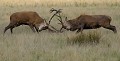 Le combat des chefs. Cerfs élaphes (cervus elaphus) Cerfs élaphes, cervus elaphus, cerfs, combat, brame, biche, forêt, nature, cervidés, herbivore 