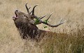 Le brame du Cerf élaphe (Cervus elaphus, Angleterre) Brame, Cerf élaphe, Cervus elaphus, cervidé, mammifère, herbivore, Eddie Roy 