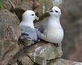 Fulmars boréaux (Fulmarus glacialis) Fulmars boréaux, Fulmarus glacialis, pélagique, marin, oiseau de mer, Procellariiforme 
