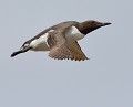 Guillemot de Troïl ( Uria aalge) Guillemot de Troïl, Uria aalge, charadriiforme, pélagique, oiseau marin 