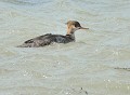 Harle huppé (Mergus serrator) Harle huppé, Mergus serrator, ansériforme, anatidé, lac, bord de mer, migratuer, Bretagne 