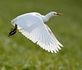 Héron garde-boeufs (Bubulcus ibis) Héron garde-bœufs, Bubulcus ibis, échassier, migrateur, pélécaniforme, zones humides 