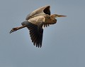 Héron pourpré (Ardea purpurea) Héron pourpré, Ardea purpurea, pélécaniforme, migrateur, échassier, piscivore 