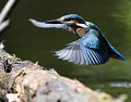 Martin pêcheur mâle (Alcedo atthis) Martin pêcheur, Alcedo atthis, coraciiforme, oiseau d'eau, flèche bleue, europe, afrique 