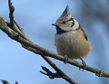 Mésange huppée (Lophophanes cristatus) Mésange huppée, Lophophanes cristatus,  passériforme, passereau, Bretagne, oiseau du jardin 