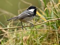 Mésange noire (Periparus ater) Mésange noire, Periparus ater, mésange, passériforme, passereau, Bretagne, oiseau migrateur 