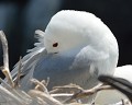 Mouette tridactyle  (Rissa tridactyla, Ecosse) Mouette tridactyle, Rissa tridactyla, charadriiforme, laridés, Écosse, pélagique 