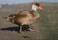Nette rousse (Netta rufina) Nette rousse, Netta rufina, canard, ansériforme, anatidé, oiseau d'eau, migrateur, Bretagne 