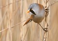 Panure à moustache mâle (Panurus biarmicus) Panure à moustache, Panurus biarmicus, ansériforme, panuridé, oiseau migrateur, roselière, Bretagne, Finistère 