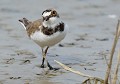 Petit gravelot (Charadrius dubius) Petit gravelot, Charadrius dubius, charadriiforme, limicole, bord de mer, marécage, polder, Bretagne 