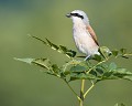 Pie-grièche écorcheur mâle (Lanius collurio) Pie-grièche écorcheur, Lanius collurio, Allemagne, National géographic, LPO, Eddie Roy, passereau, passériforme 