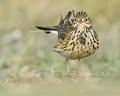 Pipit farlouse (Anthus pratensis) Pipit farlouse , Anthus pratensis, passereau, passériforme, avifaune, migrateur, LPO 