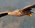 Pygargue à queue blanche (Haliaeetus albicilla) Pygargue à queue blanche, Haliaeetus albicilla, rapace, aigle, oiseau de proie, diurne, carnivore, Allemagne, LPO, Eddie Roy 