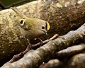 Roitelet huppé (Regulus regulus) Roitelet huppé, Regulus regulus, passereau, passériforme, avifaune, oiseau du jardin, LPO 