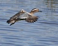 Sarcelle d'été (Spatula querquedula) Sarcelle d'été, Spatula querquedula, ansériforme, anatidé, canard, marécage, polder, LPO, Landes, aquitaine 